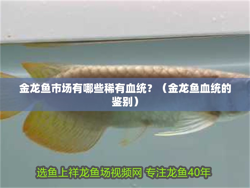 金龍魚市場(chǎng)有哪些稀有血統(tǒng)？（金龍魚血統(tǒng)的鑒別）