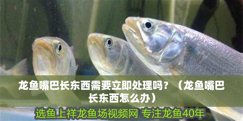 龍魚嘴巴長東西需要立即處理嗎？（龍魚嘴巴長東西怎么辦）