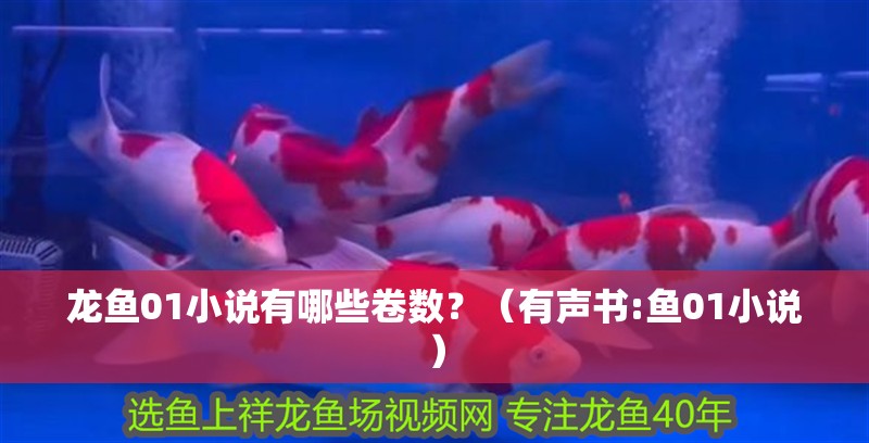 龍魚(yú)01小說(shuō)有哪些卷數(shù)？（有聲書(shū):魚(yú)01小說(shuō)）