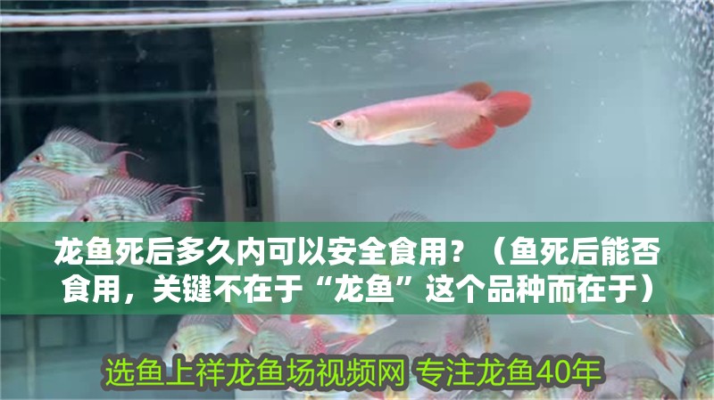 龍魚死后多久內可以安全食用？（魚死后能否食用，關鍵不在于“龍魚”這個品種而在于）