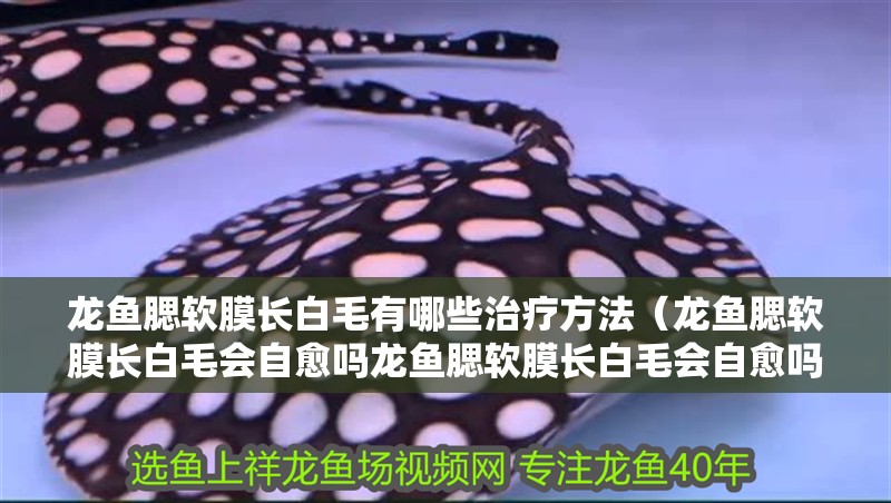龍魚腮軟膜長白毛有哪些治療方法（龍魚腮軟膜長白毛會自愈嗎龍魚腮軟膜長白毛會自愈嗎）