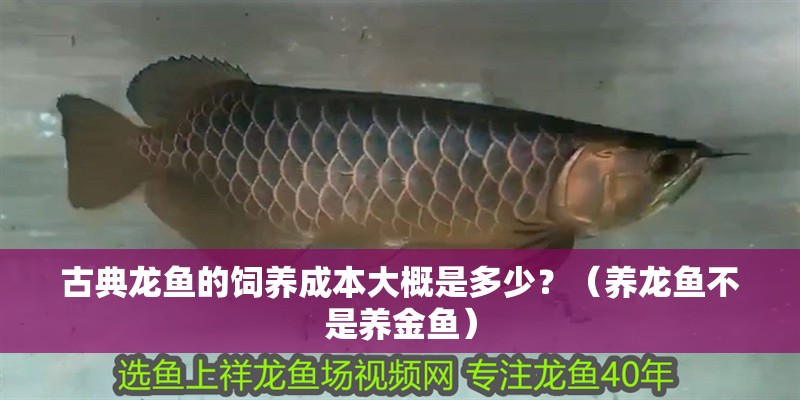 古典龍魚的飼養成本大概是多少？（養龍魚不是養金魚）