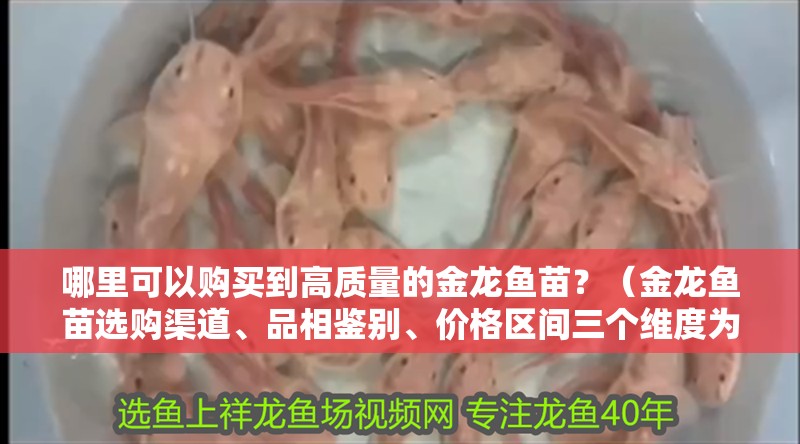 哪里可以購(gòu)買(mǎi)到高質(zhì)量的金龍魚(yú)苗？（金龍魚(yú)苗選購(gòu)渠道、品相鑒別、價(jià)格區(qū)間三個(gè)維度為你梳理清楚）