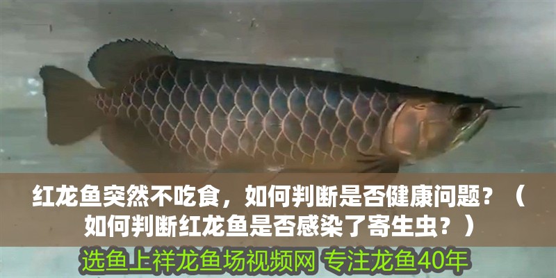 紅龍魚(yú)突然不吃食，如何判斷是否健康問(wèn)題？（如何判斷紅龍魚(yú)是否感染了寄生蟲(chóng)？）