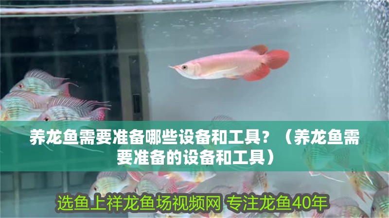 養龍魚需要準備哪些設備和工具？（養龍魚需要準備的設備和工具） 養龍魚需要準備哪些設備和工具？（養龍魚需要準備的設備和工具） 龍魚百科