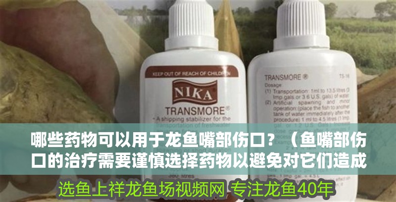 哪些藥物可以用于龍魚嘴部傷口？（魚嘴部傷口的治療需要謹慎選擇藥物以避免對它們造成傷害）