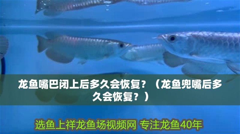 龍魚嘴巴閉上后多久會恢復(fù)？（龍魚兜嘴后多久會恢復(fù)？）