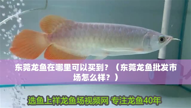 東莞龍魚在哪里可以買到？（東莞龍魚批發(fā)市場怎么樣？）