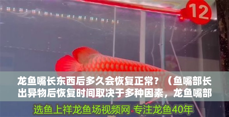 龍魚嘴長東西后多久會恢復正常？（魚嘴部長出異物后恢復時間取決于多種因素，龍魚嘴部恢復時間取決）