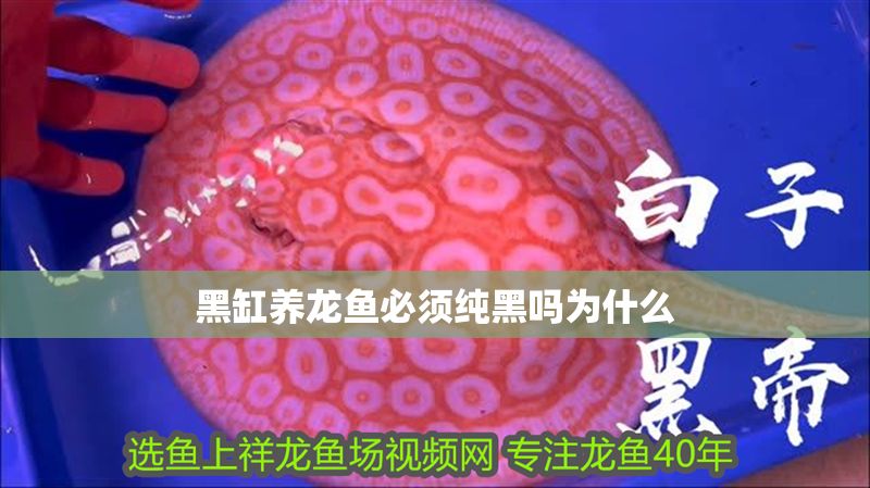 黑缸養龍魚必須純黑嗎為什么 黑缸養龍魚必須純黑嗎為什么 龍魚百科 第2張