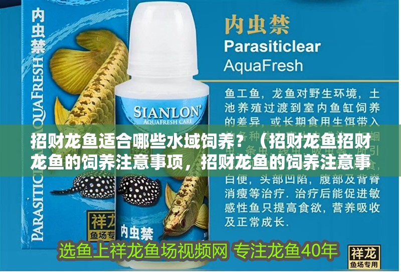 招財(cái)龍魚適合哪些水域飼養(yǎng)？（招財(cái)龍魚招財(cái)龍魚的飼養(yǎng)注意事項(xiàng)，招財(cái)龍魚的飼養(yǎng)注意事項(xiàng)） 招財(cái)龍魚適合哪些水域飼養(yǎng)？（招財(cái)龍魚招財(cái)龍魚的飼養(yǎng)注意事項(xiàng)，招財(cái)龍魚的飼養(yǎng)注意事項(xiàng)） 龍魚百科