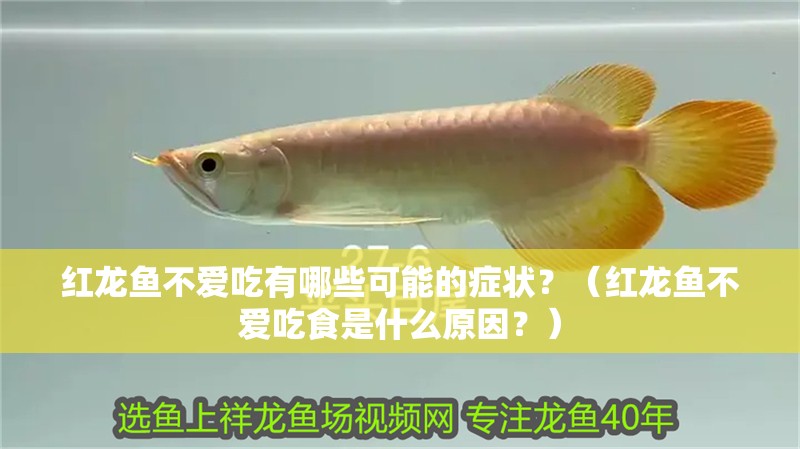 我的虎魚真菌感染了要怎么處理 紅龍魚不愛吃有哪些可能的癥狀?(紅龍魚不愛吃食是什么原因?) 龍魚百科 紅龍魚不愛吃有哪些可能的癥狀?(紅龍魚不愛吃食是什么原因?) 紅龍魚不愛吃有哪些可能的癥狀?(紅龍魚不愛吃食是什么原因?) 龍魚百科