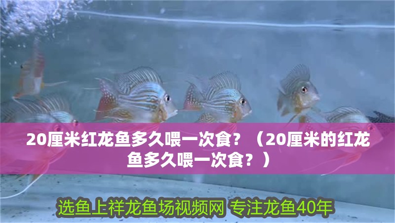20厘米紅龍魚多久喂一次食？（20厘米的紅龍魚多久喂一次食？）