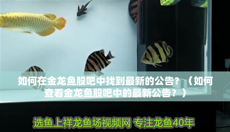如何在金龍魚股吧中找到最新的公告？（如何查看金龍魚股吧中的最新公告？）