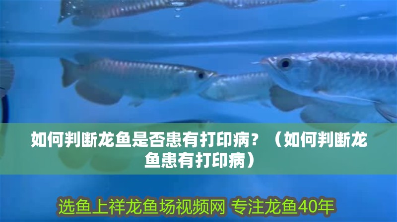 如何判斷龍魚是否患有打印病？（如何判斷龍魚患有打印病）