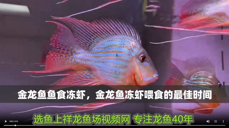 金龍魚魚食凍蝦，金龍魚凍蝦喂食的最佳時間