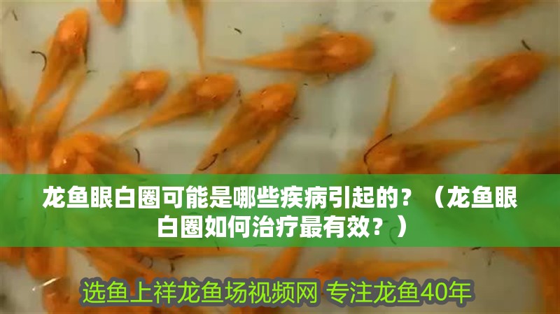 龍魚眼白圈可能是哪些疾病引起的？（龍魚眼白圈如何治療最有效？）