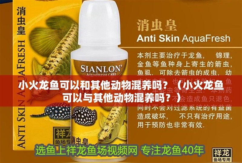 小火龍魚可以和其他動物混養嗎？（小火龍魚可以與其他動物混養嗎？）