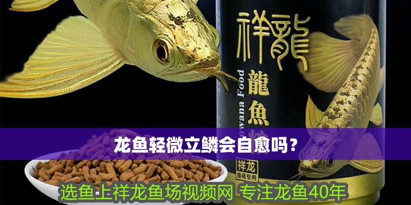 龍魚輕微立鱗會(huì)自愈嗎？