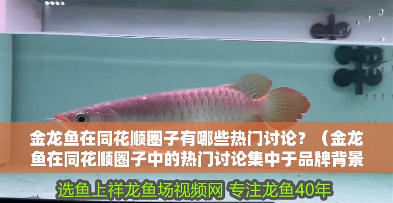 金龍魚在同花順圈子有哪些熱門討論？（金龍魚在同花順圈子中的熱門討論集中于品牌背景爭議）