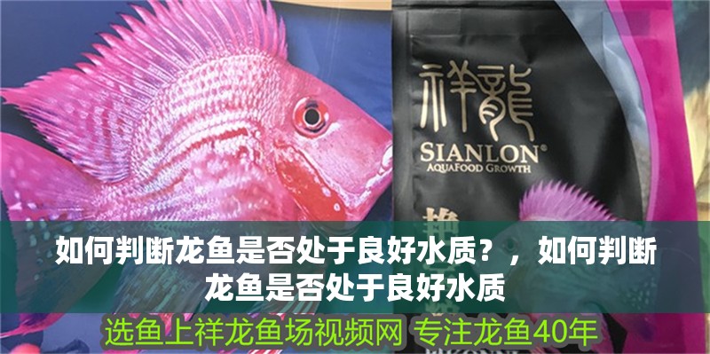 如何判斷龍魚是否處于良好水質？，如何判斷龍魚是否處于良好水質