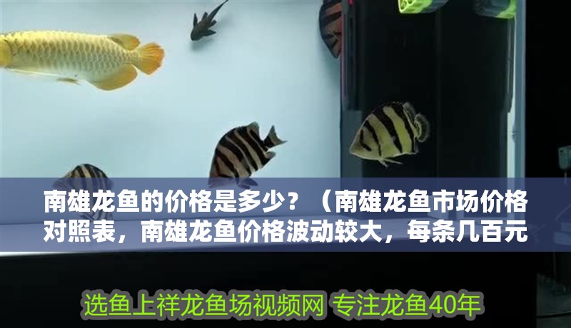 南雄龍魚的價格是多少？（南雄龍魚市場價格對照表，南雄龍魚價格波動較大，每條幾百元不等）