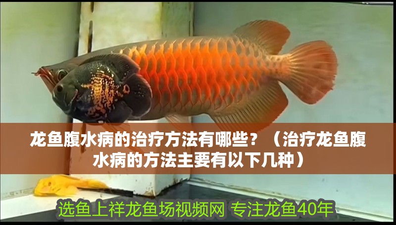 龍魚腹水病的治療方法有哪些？（治療龍魚腹水病的方法主要有以下幾種）