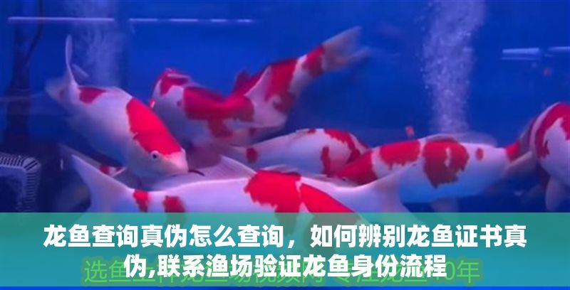 龍魚查詢真偽怎么查詢，如何辨別龍魚證書真偽,聯系漁場驗證龍魚身份流程