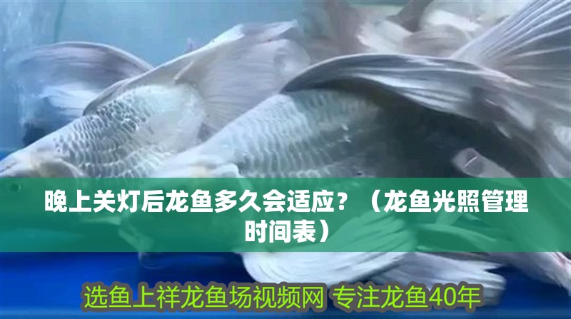晚上關燈后龍魚多久會適應？（龍魚光照管理時間表）