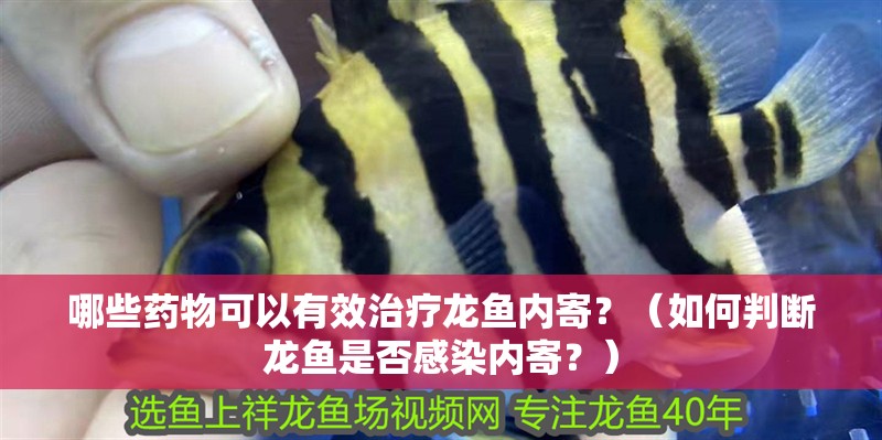 哪些藥物可以有效治療龍魚內寄？（如何判斷龍魚是否感染內寄？）