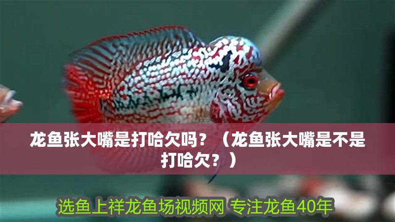 龍魚張大嘴是打哈欠嗎？（龍魚張大嘴是不是打哈欠？）