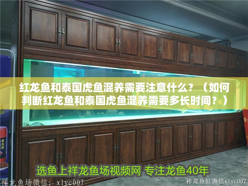 紅龍魚和泰國虎魚混養需要注意什么？（如何判斷紅龍魚和泰國虎魚混養需要多長時間？） 紅龍魚和泰國虎魚混養需要注意什么？（如何判斷紅龍魚和泰國虎魚混養需要多長時間？） 龍魚百科