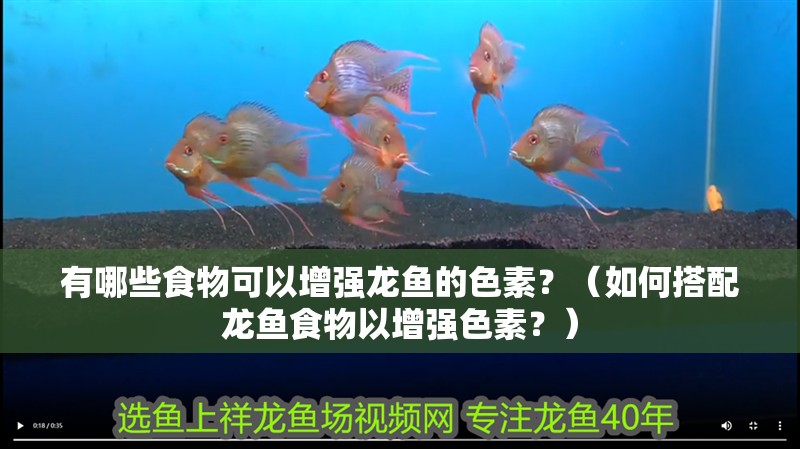 有哪些食物可以增強龍魚的色素？（如何搭配龍魚食物以增強色素？）