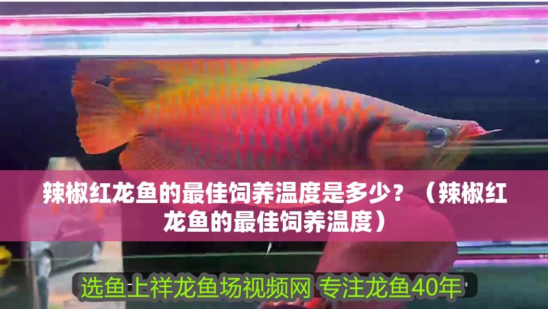 辣椒紅龍魚的最佳飼養溫度是多少？（辣椒紅龍魚的最佳飼養溫度）