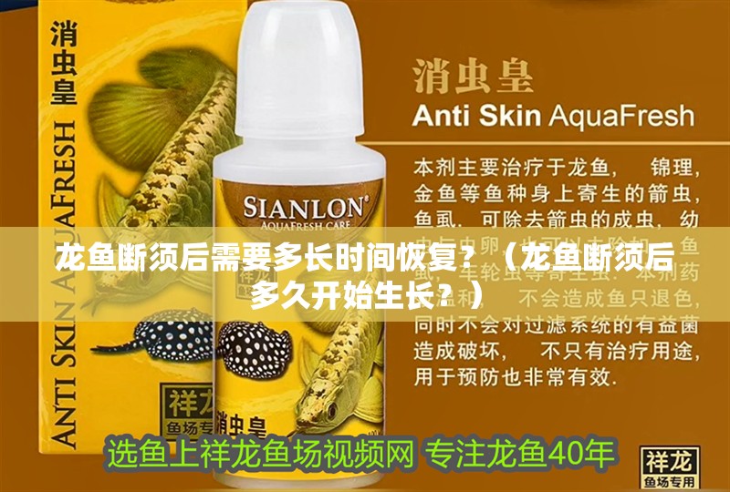 龍魚斷須后需要多長時間恢復？（龍魚斷須后多久開始生長？）