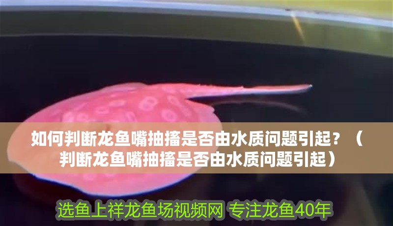 如何判斷龍魚嘴抽搐是否由水質(zhì)問題引起？（判斷龍魚嘴抽搐是否由水質(zhì)問題引起）