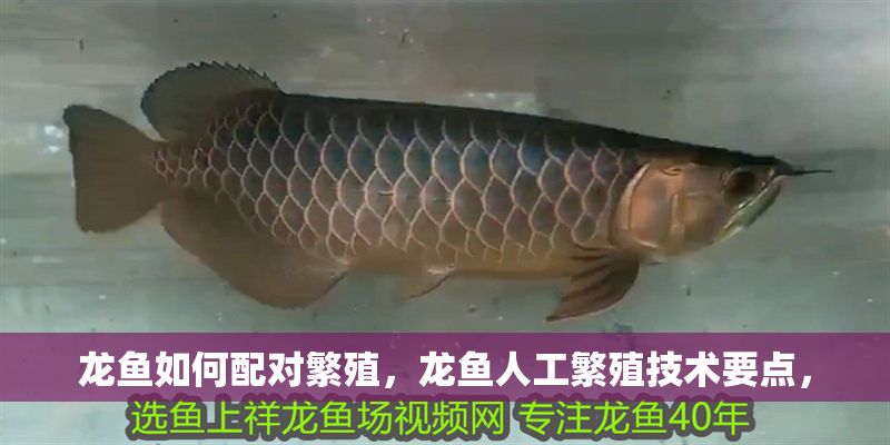 龍魚(yú)如何配對(duì)繁殖，龍魚(yú)人工繁殖技術(shù)要點(diǎn)， 龍魚(yú)如何配對(duì)繁殖，龍魚(yú)人工繁殖技術(shù)要點(diǎn)， 龍魚(yú)百科 第2張