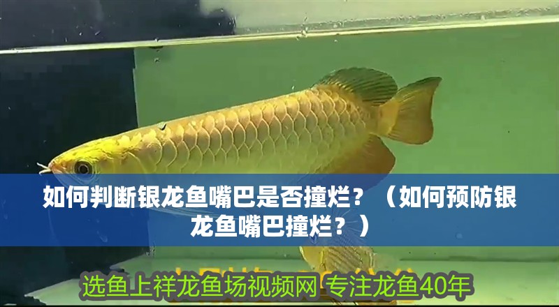 如何判斷銀龍魚嘴巴是否撞爛？（如何預防銀龍魚嘴巴撞爛？）