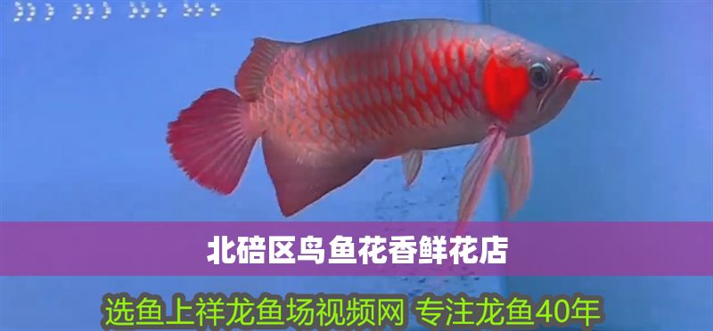 北碚區鳥魚花香鮮花店