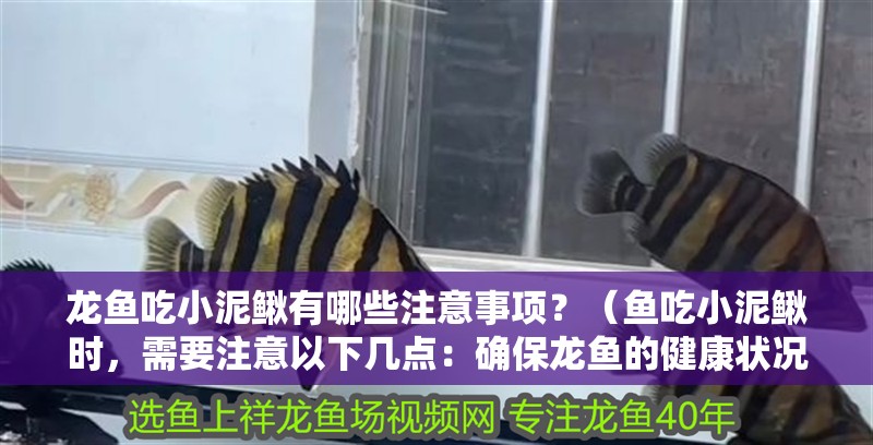 龍魚(yú)吃小泥鰍有哪些注意事項(xiàng)？（魚(yú)吃小泥鰍時(shí)，需要注意以下幾點(diǎn)：確保龍魚(yú)的健康狀況良好）