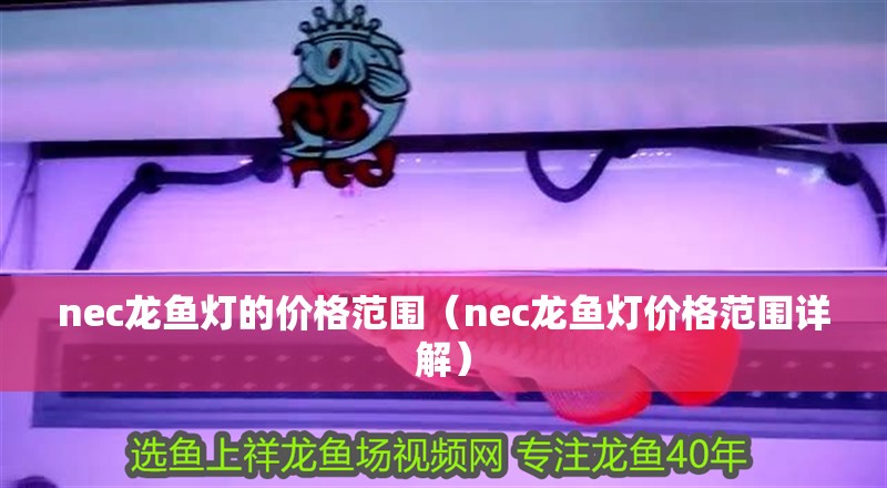 nec龍魚燈的價格范圍（nec龍魚燈價格范圍詳解）