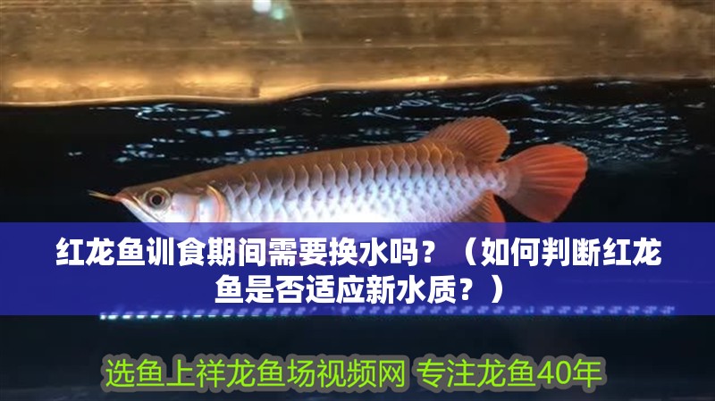紅龍魚訓食期間需要換水嗎？（如何判斷紅龍魚是否適應新水質(zhì)？）