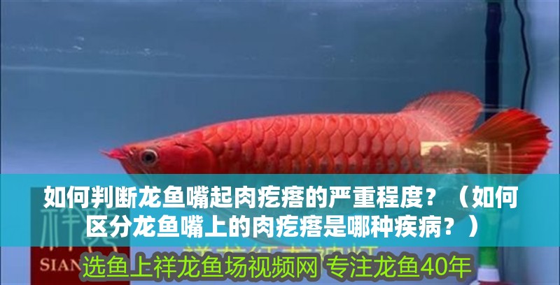 如何判斷龍魚嘴起肉疙瘩的嚴(yán)重程度？（如何區(qū)分龍魚嘴上的肉疙瘩是哪種疾病？）