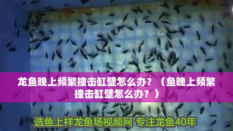 龍魚晚上頻繁撞擊缸壁怎么辦？（魚晚上頻繁撞擊缸壁怎么辦？）