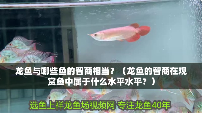 龍魚與哪些魚的智商相當？（龍魚的智商在觀賞魚中屬于什么水平水平？）
