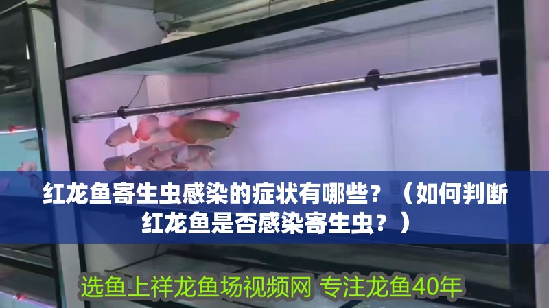紅龍魚寄生蟲感染的癥狀有哪些？（如何判斷紅龍魚是否感染寄生蟲？）