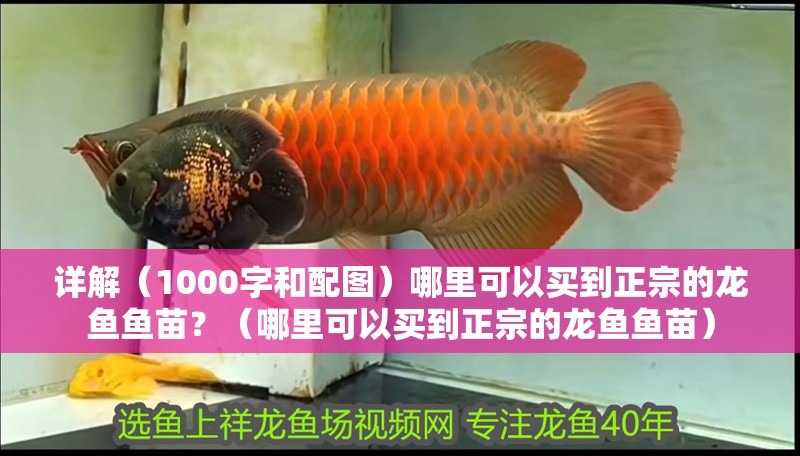 詳解（1000字和配圖）哪里可以買到正宗的龍魚魚苗？（哪里可以買到正宗的龍魚魚苗）