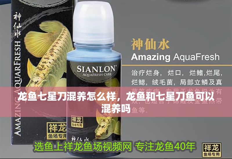 龍魚七星刀混養(yǎng)怎么樣，龍魚和七星刀魚可以混養(yǎng)嗎