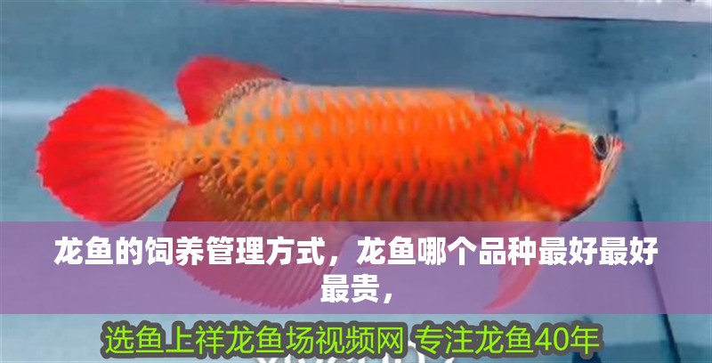 龍魚的飼養管理方式，龍魚哪個品種最好最好最貴，