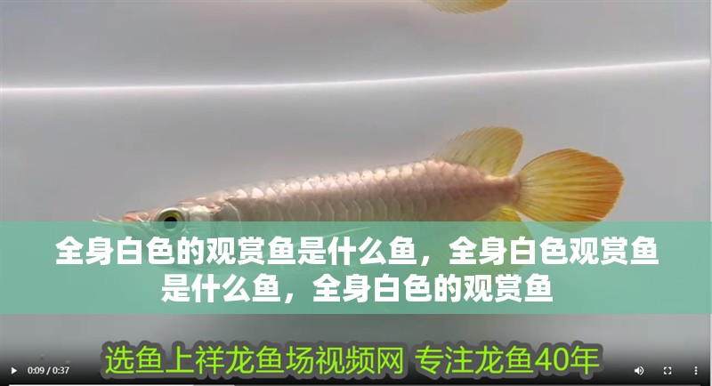 全身白色的觀賞魚是什么魚，全身白色觀賞魚是什么魚，全身白色的觀賞魚 全身白色的觀賞魚是什么魚，全身白色觀賞魚是什么魚，全身白色的觀賞魚 觀賞魚百科 第1張